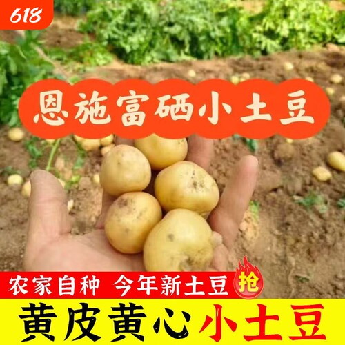恩施黄心小土豆高山洋芋