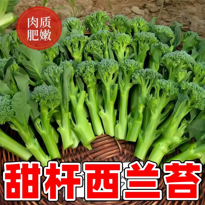甜杆西兰苔新鲜蔬菜手指西兰花兰花苔青花苔青花菜西餐酒楼食材