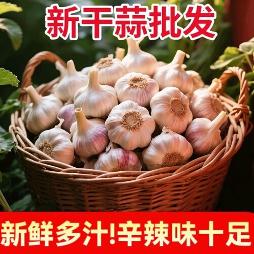 批发价山东金乡大蒜头干蒜5斤新鲜紫白皮蒜头农家自种批发种植