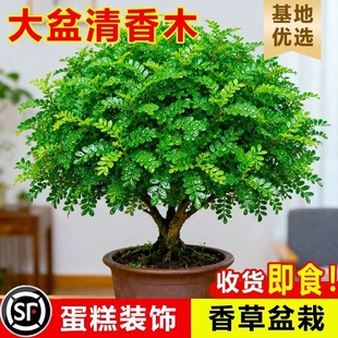 清香胡椒木老桩盆栽绿植驱蚊花卉室内外盆景净化空气四季好养客厅
