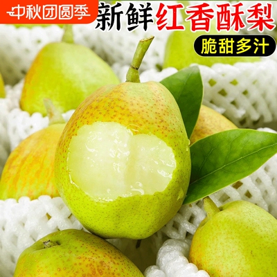 红香酥梨水果新鲜整箱当季包邮薄皮青酥梨脆蜜雪梨5香梨梨子