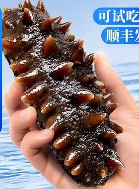 大连海参鲜活辽参即食鲜食野生海渗开袋干货礼盒水产冷冻年货节