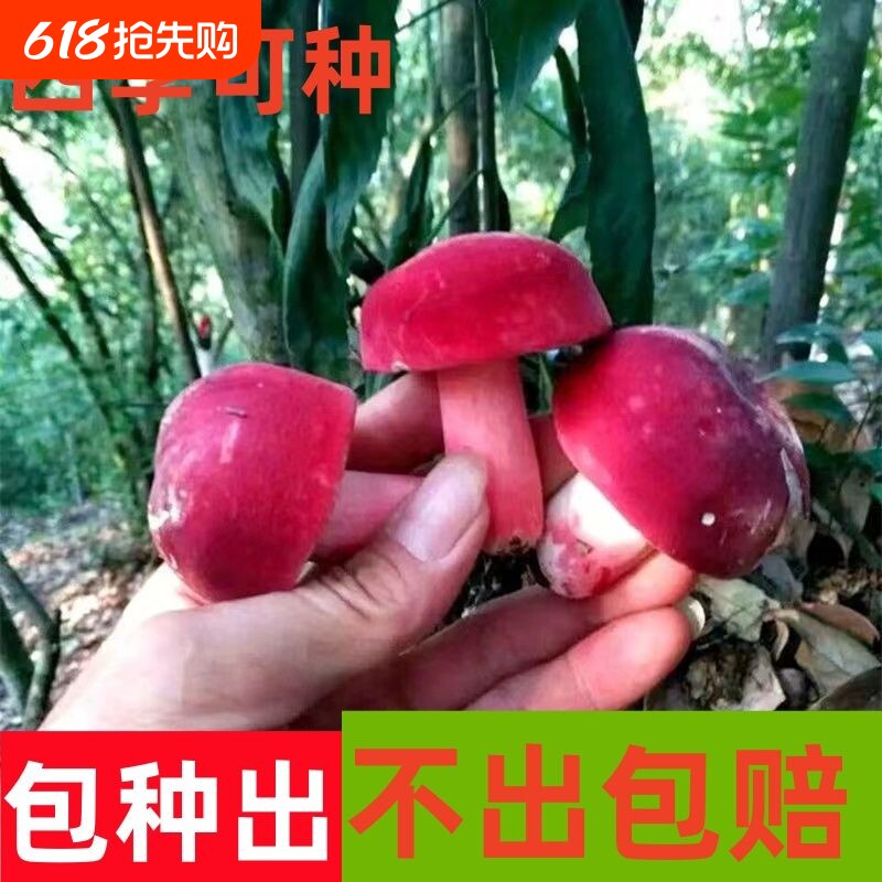 野生红菇红菌菌种食用菌种植家庭阳台盆景栽培四季高产懒人可食用