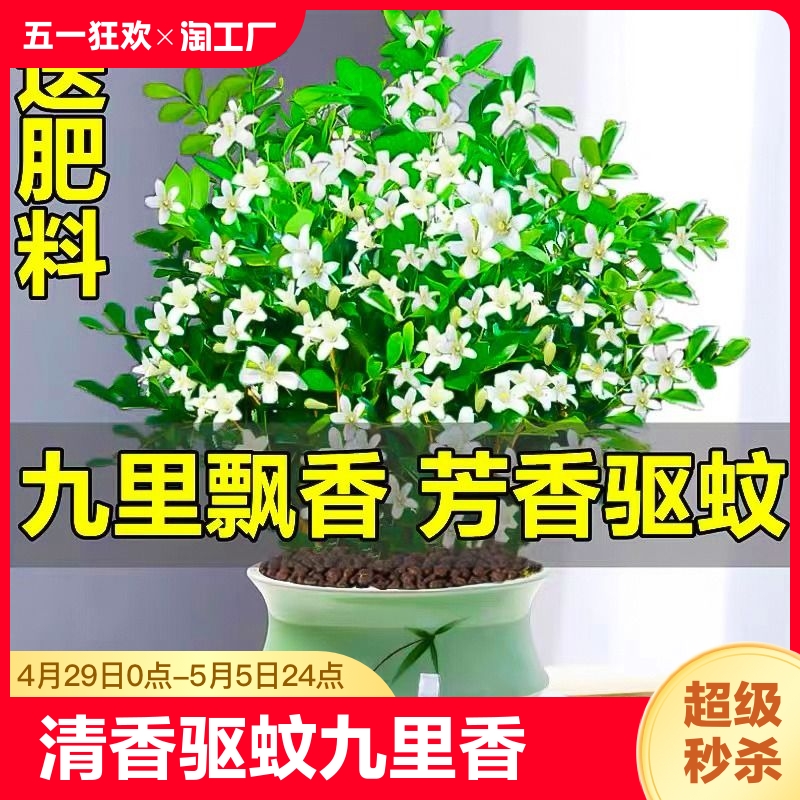 九里香盆栽水培植物老桩四季七里香千里香树苗室内开花卉绿植客厅