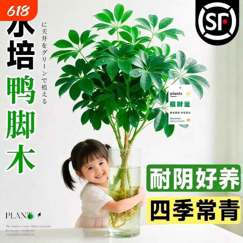 水培鸭脚木老桩八方来财树苗客厅盆栽绿植物室内桌面水养花卉招财
