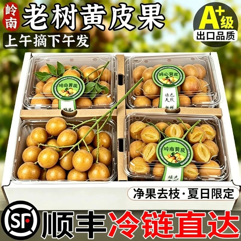 顺丰包邮鸡心黄皮果新鲜现摘黄弹子冰糖非郁南无核水果孕妇当季大