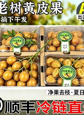 顺丰包邮鸡心黄皮果新鲜现摘黄弹子冰糖非郁南无核水果孕妇当季大
