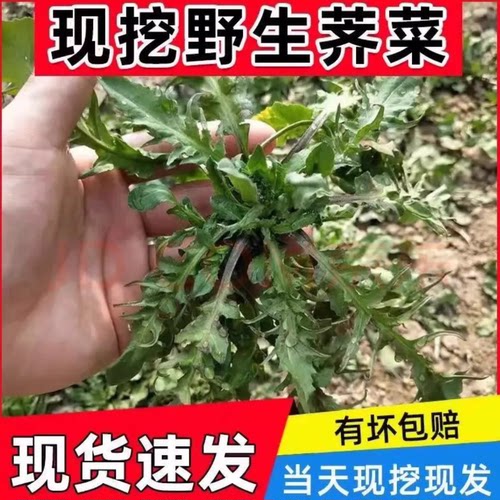 山东农家荠菜野生香荠荠菜地丁野菜新鲜春卷馄饨饺包子馅商用