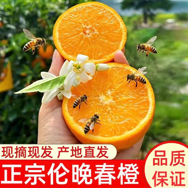 正宗秭归脐橙伦晚脐橙应季新鲜孕妇水果大果果冻甜橙子手剥橙榨汁