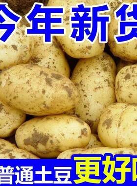 2026年新土豆土豆新鲜现挖洋芋马铃薯整箱批发大土豆农家自种健身