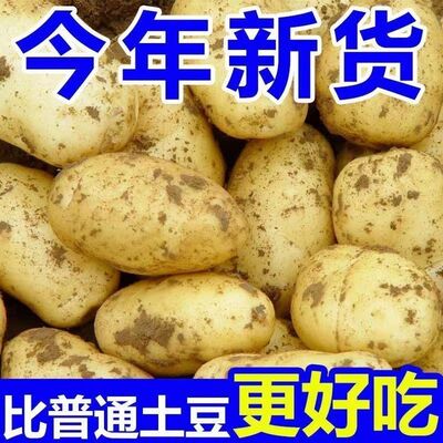 2026年新土豆土豆新鲜现挖洋芋马铃薯整箱批发大土豆农家自种健身