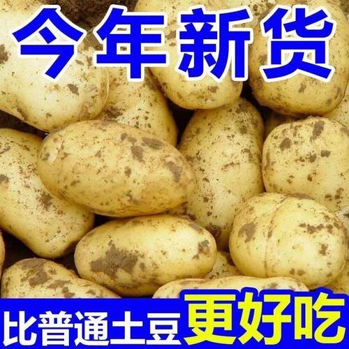 2026年新土豆土豆新鲜现挖洋芋马铃薯整箱批发大土豆农家自种健身