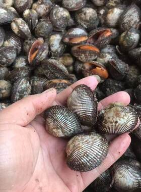 海鲜新鲜鲜活野生水产毛蚶带壳贝壳类蛤蜊毛蛤血蛤冷冻