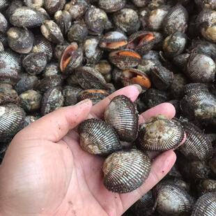 海鲜新鲜鲜活野生水产毛蚶带壳贝壳类蛤蜊毛蛤血蛤冷冻