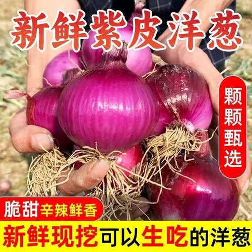 洋葱新鲜紫皮红皮黄皮深紫元葱5斤10斤现挖圆葱头农家批发蔬菜
