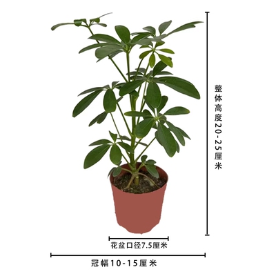 鸭脚木七叶莲八方来财盆景室内绿植四季常青盆栽客厅办公桌卫生间