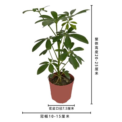 鸭脚木七叶莲八方来财盆景室内绿植四季常青盆栽客厅办公桌卫生间
