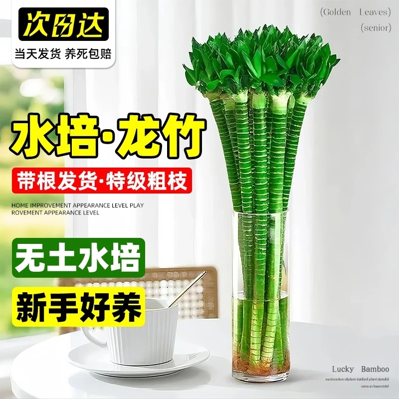 富贵竹水培植物转运竹文昌竹绿植盆栽室内办公室桌面客厅四季好养