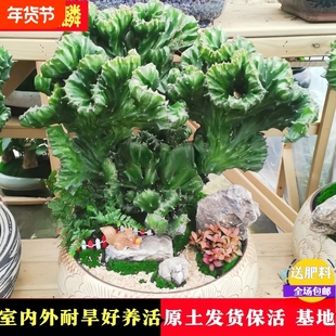 多肉植物玉麒麟盆栽花卉带根室内客厅旺宅桌面四季高端名贵