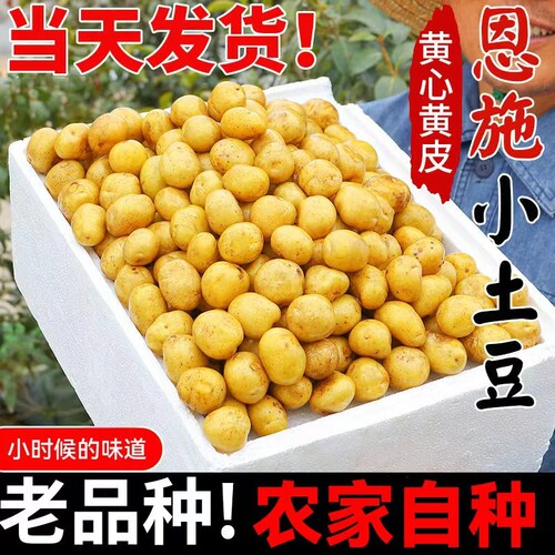 恩施小土豆农家正宗新鲜