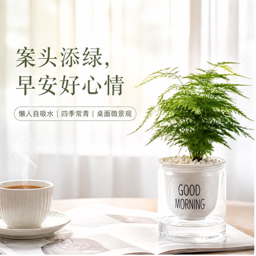 水培文竹室内小盆栽懒人友好