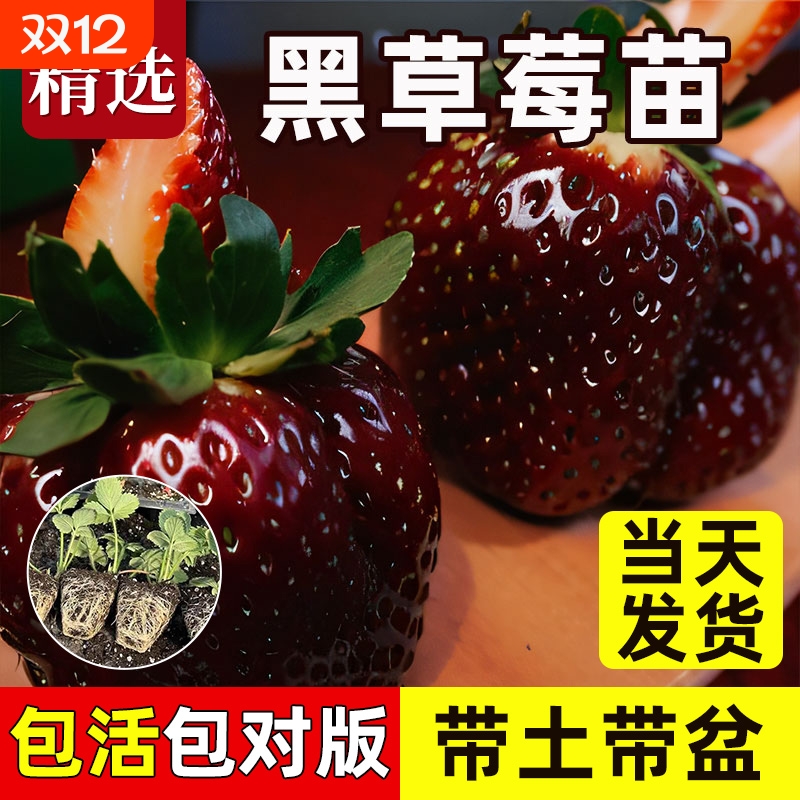 红颜奶油草莓苗四季种植苗带土白苗种秧种苗随珠阳台水果带盆番茄