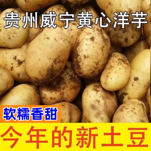 农家高山露天新鲜老品种黄皮贵州黄心土豆马铃薯洋芋新货农家自种