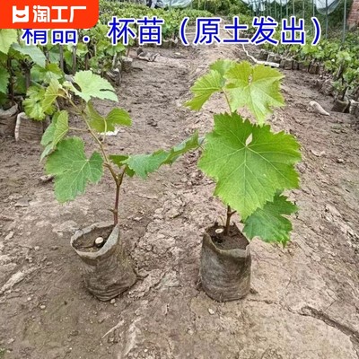 阳光玫瑰葡萄苖南北种植当年结果