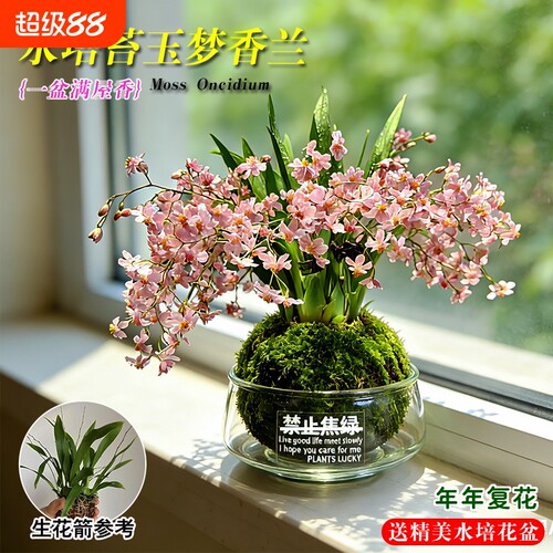 梦香水文心兰花苗|超2000次加购