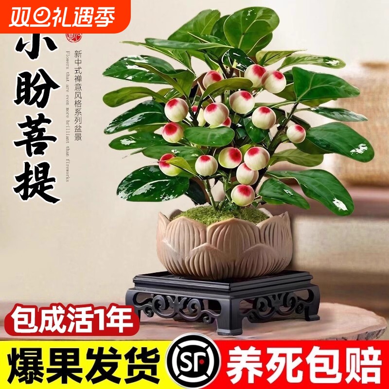 小盼菩提盆栽带果办公室内客厅绿植桌面中式禅意老桩带果盆景植物
