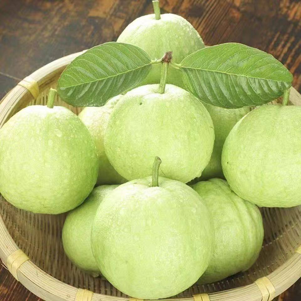 广东芭乐白心番石榴新鲜现摘低糖应季孕妇新鲜水果热带水果整箱发