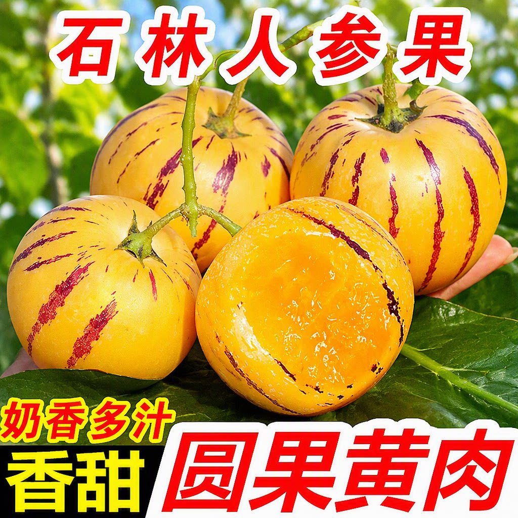 云南人参果水果大果黄肉香甜新鲜石林人叁果树上熟人生果圆果现摘图片