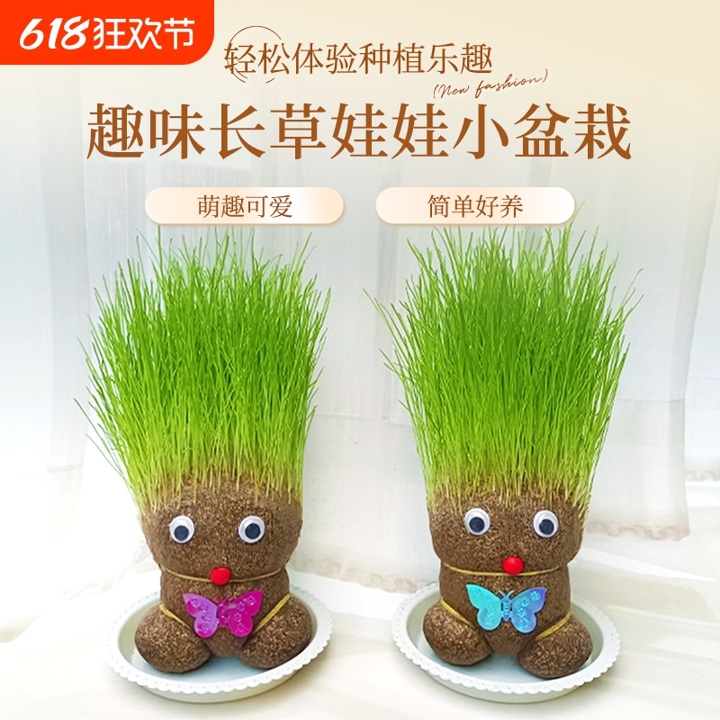 趣味长草娃娃小盆栽草头娃娃猫草桌面水培绿植好养儿童观察小植物