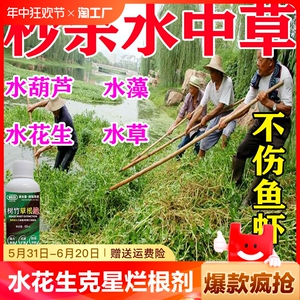 水花生克星烂根剂水花生专用药强力除革命草安全不伤苗水葫芦专用