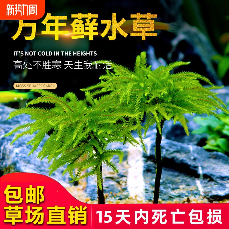 鱼缸水草鱼草万年藓水草活体耐活耐低温苔藓鱼缸水族箱生态瓶造景