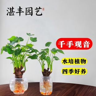 水培植物千手观音盆栽净化空气室内好养大叶滴水观音绿植小苗水养