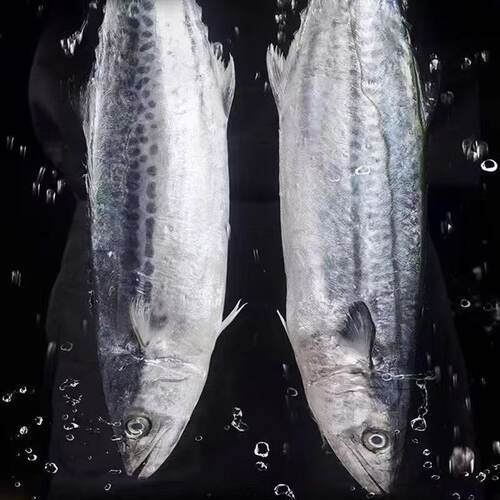 大鲅鱼鲐鲅鱼马鲛鱼大整条冷冻青花鱼马友鱼海鲜水产野生深海一斤