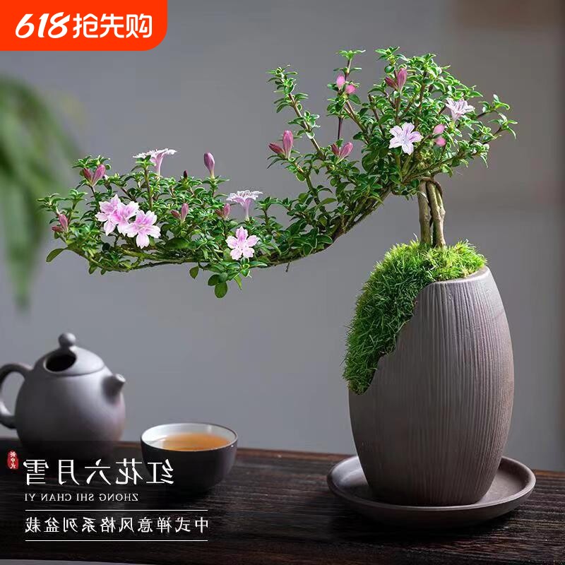 苔藓球六月雪盆景水培植物造型迷你微景观小型绿植室内桌面小盆栽