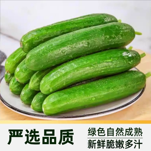 无刺即食新鲜水果小黄瓜农家自种清脆爽口整箱包邮自提现摘