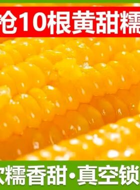 正宗东北新鲜黄糯玉米软糯拉丝独立真空包装寒地黑土一年一季