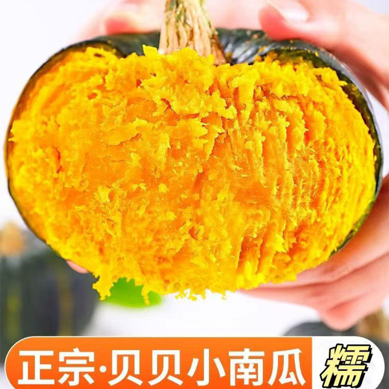 贝贝南瓜板栗小南瓜正宗板栗味婴儿辅食农家自种新鲜蔬菜粉糯香瓜