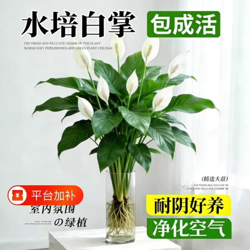 白掌风顺盆栽室内花卉绿植客厅招财旺宅水培植物四季好养陶瓷氛围
