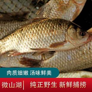 微山湖野捕生态鲫鱼新鲜活鱼现杀土鲫鱼孕产妇下奶月子炖汤
