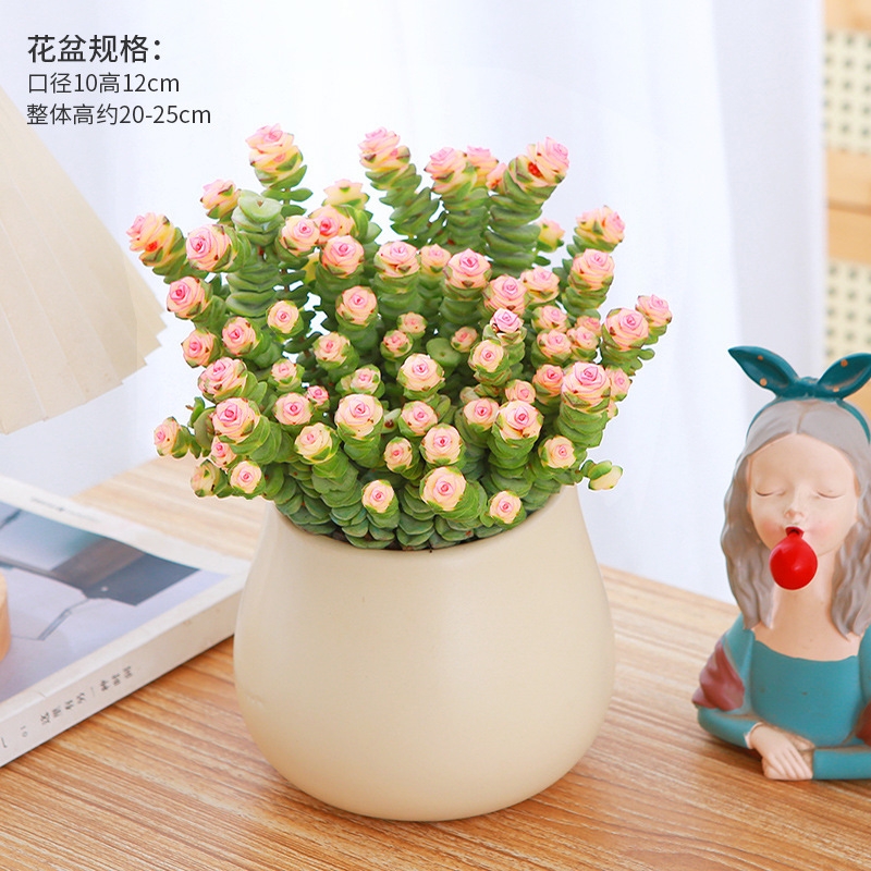 钱串子植物多肉小盆栽办公室桌面好养观叶花卉多头老桩四季好养活