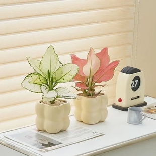 办公室桌面绿植盆栽室内客厅吉利红四季 好养发财树虎皮兰卧室奶油