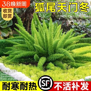狐尾天门冬盆栽绿植地栽大苗花卉盆景室内庭院阳台植物四季好养活