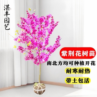 门前旺宅耐寒紫荆花树苗庭院花卉室外绿化行道树种植开花北方灌木