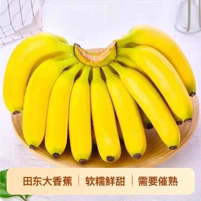 广西大香蕉香蕉需催熟高山自然熟现砍当季新鲜水果果园助农
