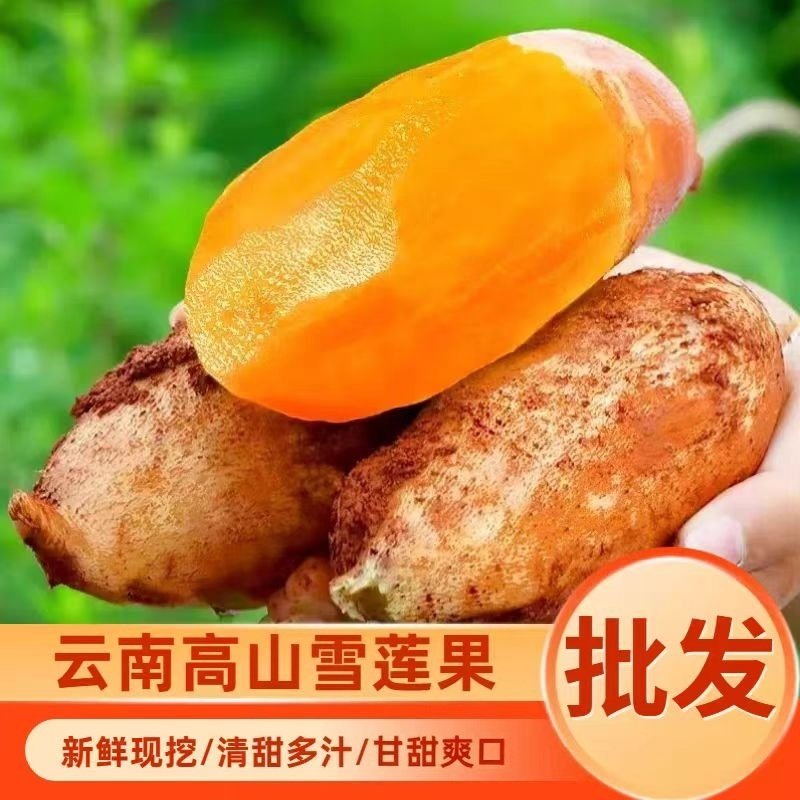 云南雪莲果新鲜水果当季鲜挖脆甜红心黄心雪连果新鲜水果,水产肉类/新鲜蔬果/熟食,雪莲果,淘宝优惠券,粉丝福利购,淘宝优惠卷