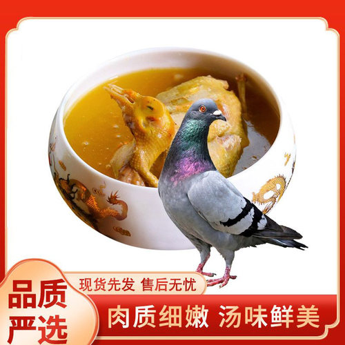 生鲜鸽子新鲜带头带爪乳鸽